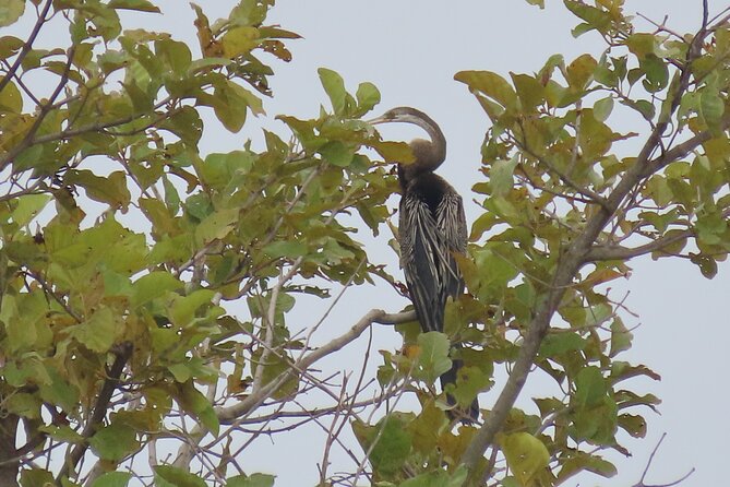 Phnom Penh Birding Experience and Brunch - Breakfast beside a small lake at Phsar Dek