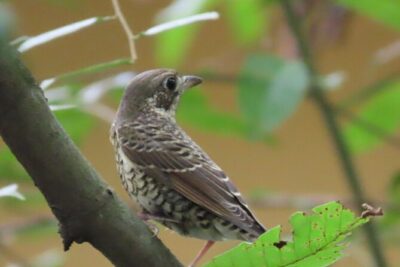 Phnom Penh Birding Experience and Brunch