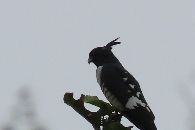 Phnom Penh Birding Experience and Brunch - Searching for the Cambodian Tailorbird