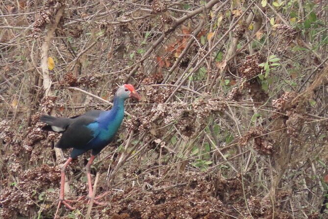 Phnom Penh Birding Experience and Brunch - What Thong adds to the experience