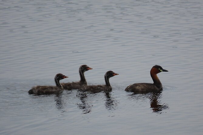 Phnom Penh Birding Experience and Brunch - Timing, transport, and practical comfort