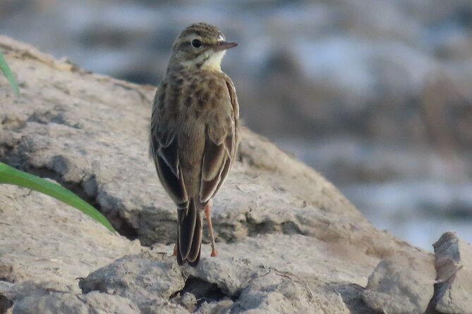 Phnom Penh & Kirirom National Park Birds Tour - Why this two-day bird trip works