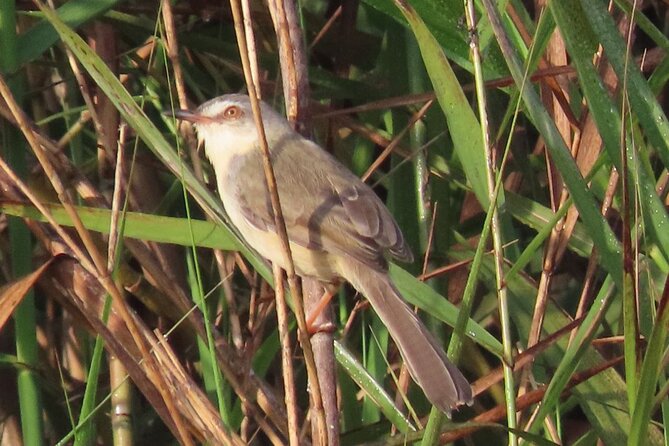Phnom Penh & Kirirom National Park Birds Tour - The 5:30 am start and Mekong crossing