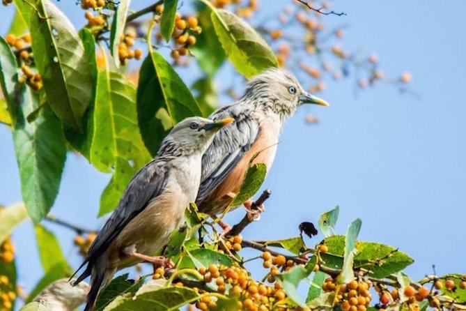 Phulchoki bird-watching tour - Key points to know before booking
