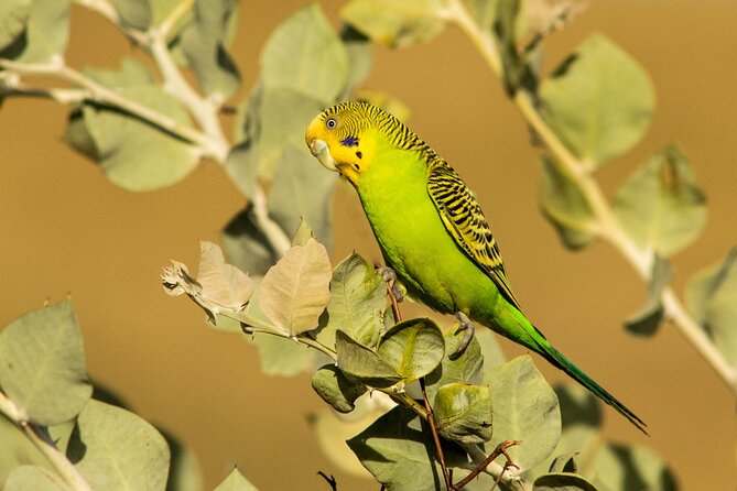 Pilbara Bird Tours - Why This Short Roebourne Walk Works