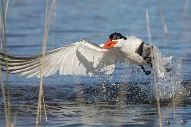 Pilbara Bird Tours - Starting at 7am on Roe Street