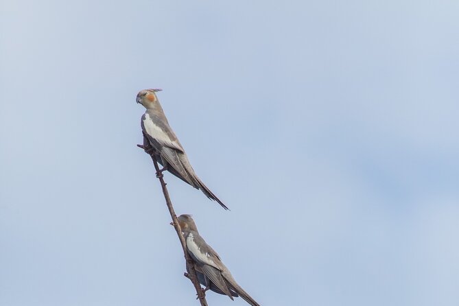 Pilbara Bird Tours - Learning to Notice Pilbara Birds