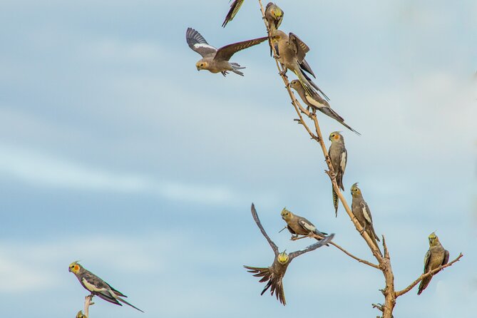 Pilbara Bird Tours - What the Price Means at $57.38