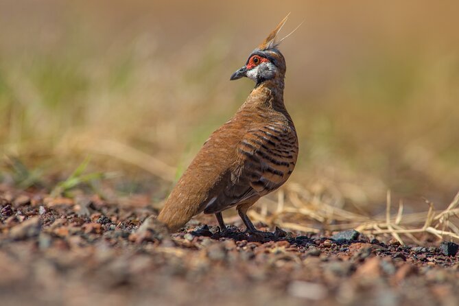 Pilbara Bird Tours - Who Will Enjoy This Most