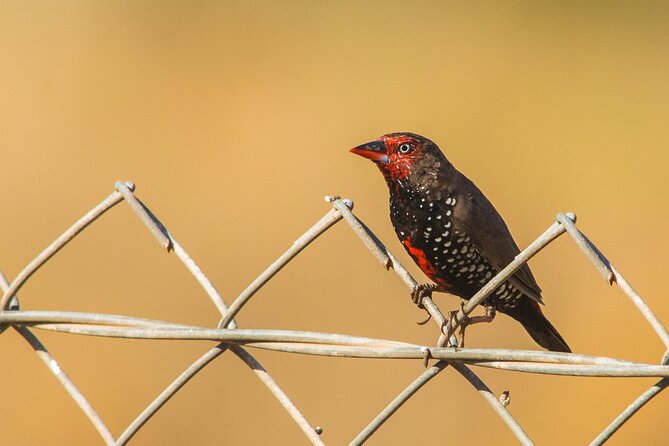 Pilbara Bird Tours - Weather, Timing, and Cancellation
