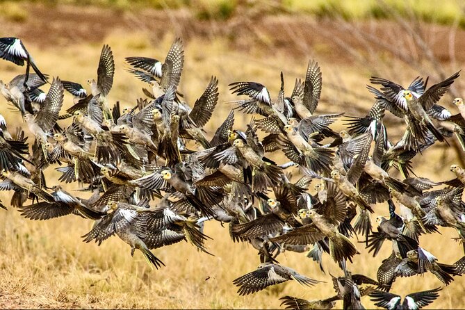 Pilbara Bird Tours - Should You Book Pilbara Bird Tours?