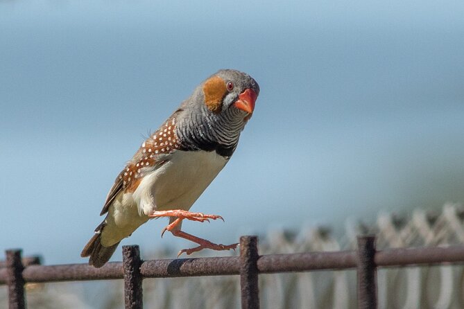 Pilbara Bird Tours - Walking the Ngurrin Trail