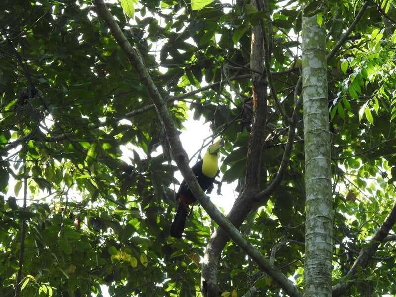 Playa del Carmen: Guided Birdwatching Hike - Key things to know before you book