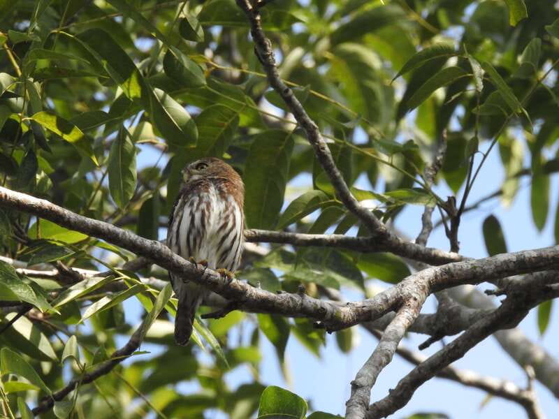Playa del Carmen: Guided Birdwatching Hike - Leaving Playa del Carmen before the day gets busy