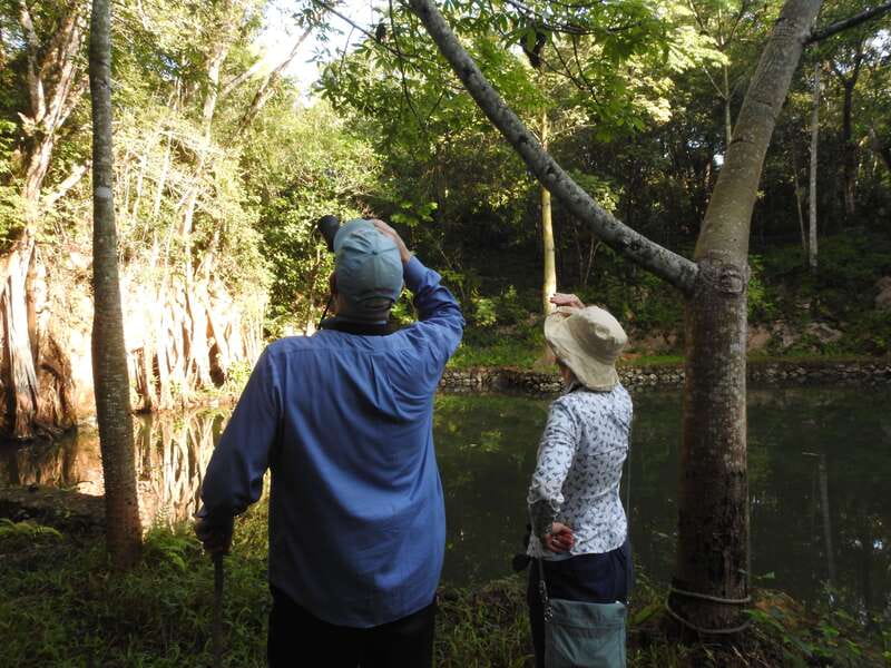 Playa del Carmen: Guided Birdwatching Hike - What you may see in three hours