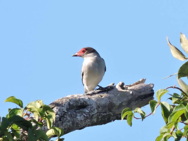 Playa del Carmen: Guided Birdwatching Hike - Coffee, fruit, and a sensible jungle pause