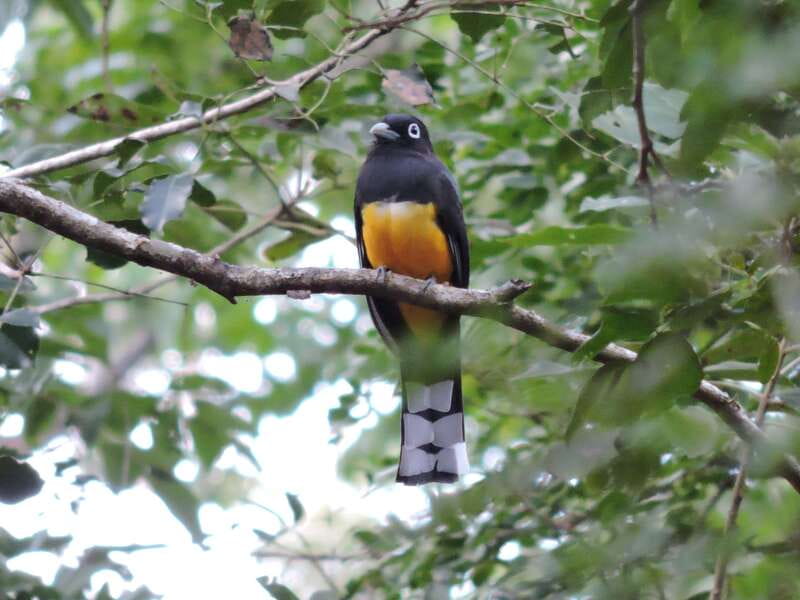 Playa del Carmen: Guided Birdwatching Hike - Why the group size matters