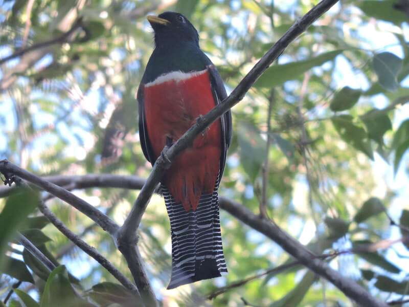 Playa del Carmen: Guided Birdwatching Hike - The pace, weather, and physical side