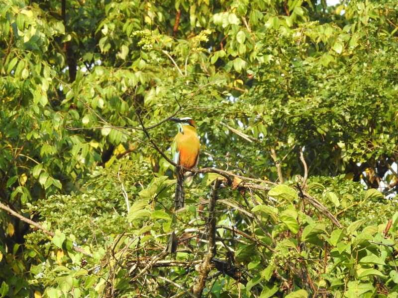 Playa del Carmen: Guided Birdwatching Hike - Who will get the most from this outing?