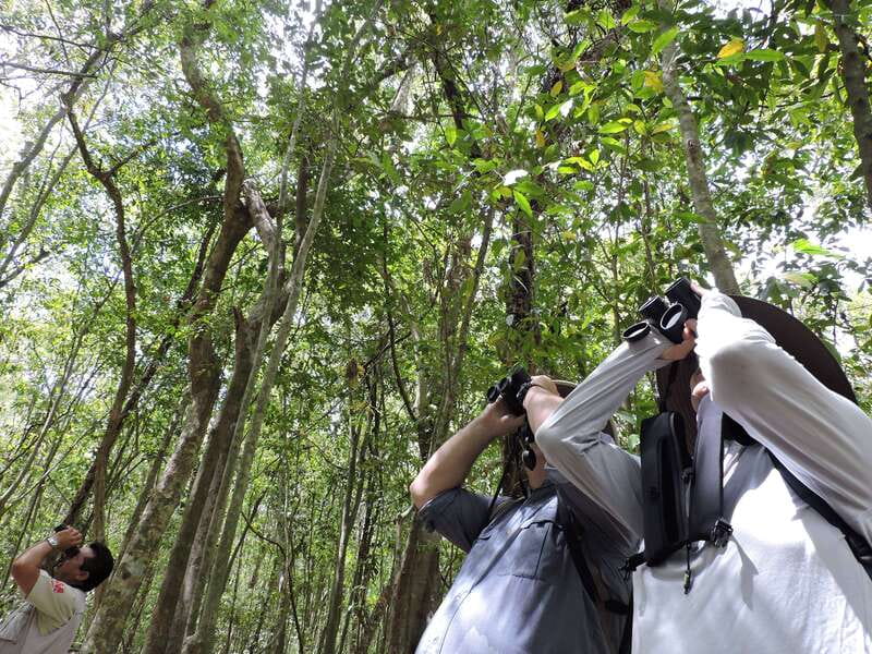 Playa del Carmen: Guided Birdwatching Hike - How to decide before booking