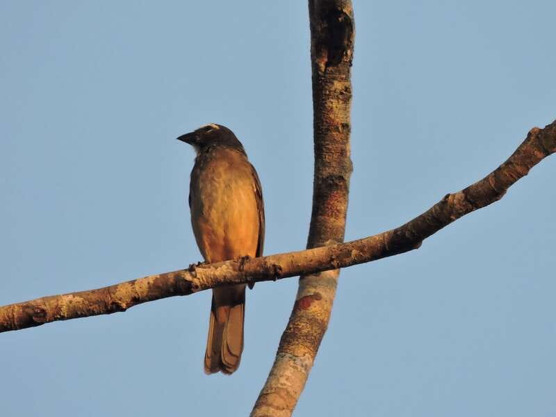 Playa del Carmen: Private Morning Birdwatching Tour - Three hours of focused wildlife viewing