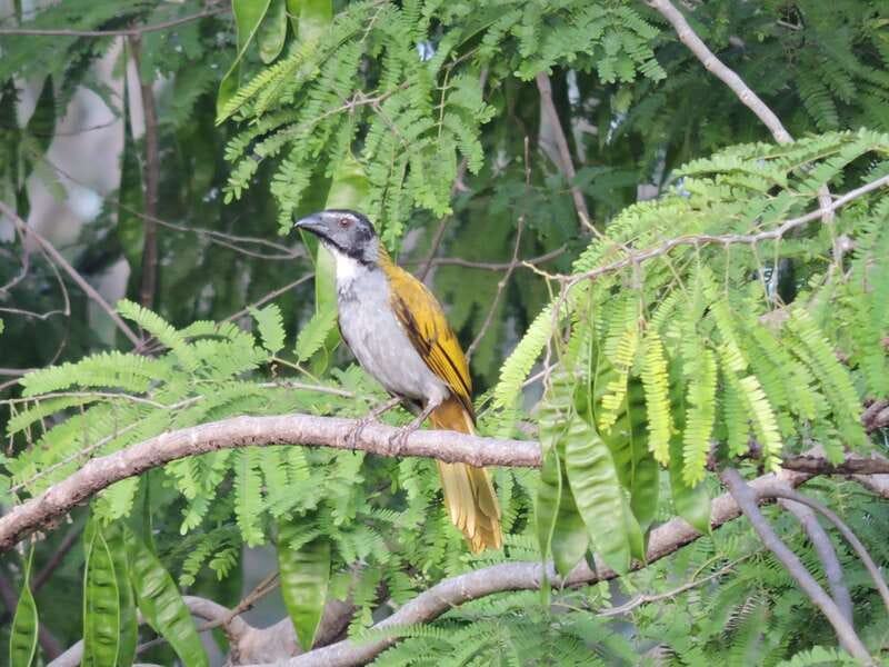 Playa del Carmen: Private Morning Birdwatching Tour - Private group value at $555