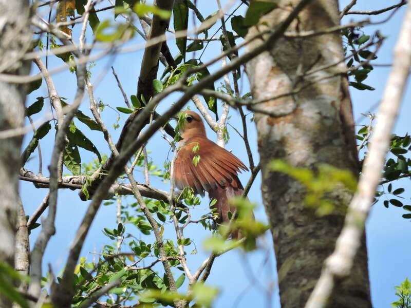 Playa del Carmen: Private Morning Birdwatching Tour - Booking flexibility and what to confirm