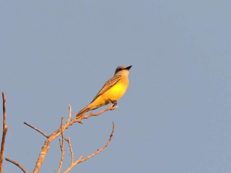 Playa del Carmen: Private Morning Birdwatching Tour - What makes the Ruta de los Cenotes special