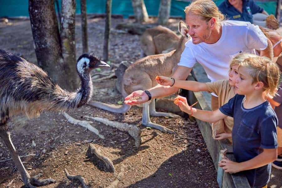 Port Douglas: Breakfast with the Birds - Close encounters with birds, koalas, and kangaroos