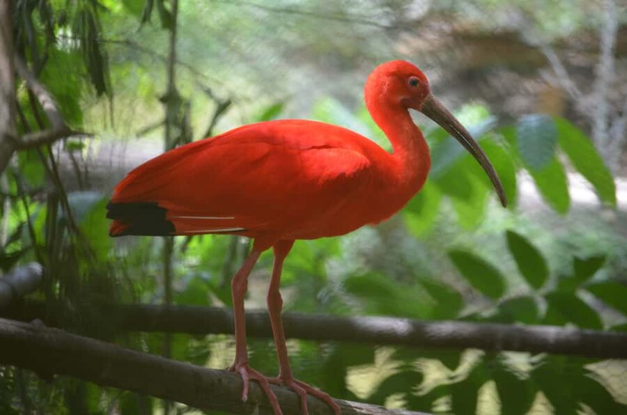 Port of Spain: Caroni Bird Sanctuary by Boat - Key points at a glance