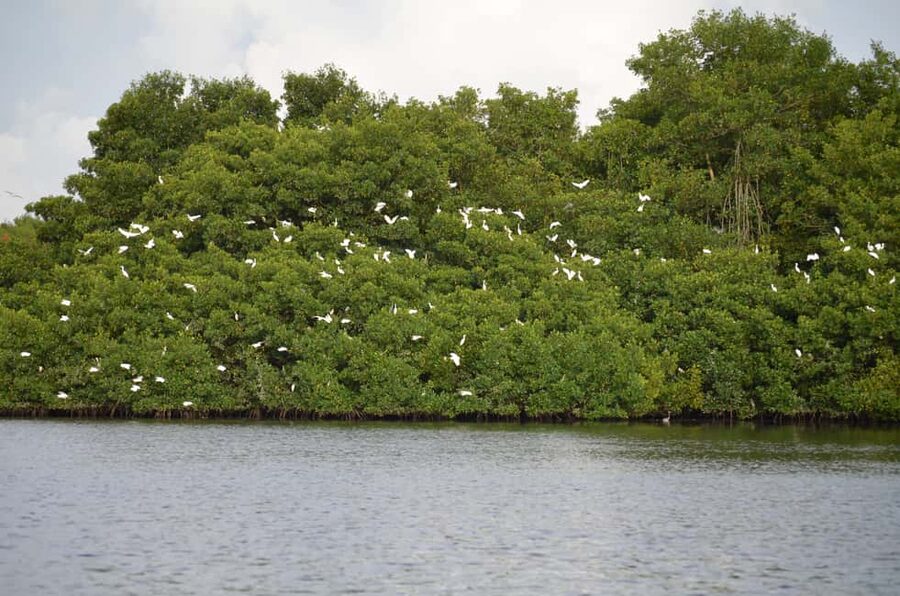 Port of Spain: Caroni Bird Sanctuary by Boat - Entering Caroni Bird Sanctuary on foot