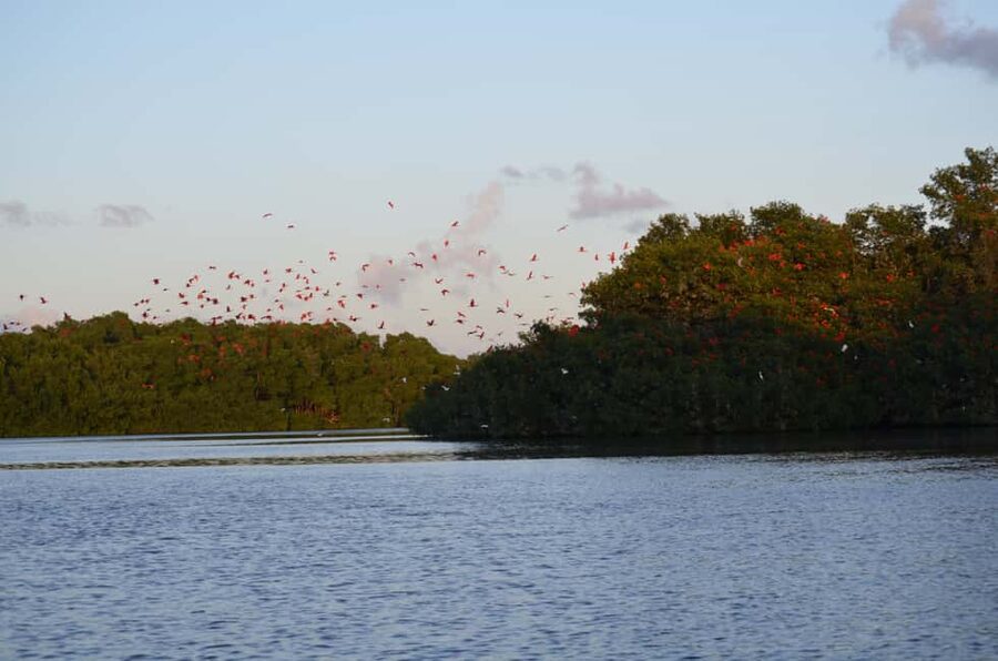 Port of Spain: Caroni Bird Sanctuary by Boat - Hotel pickup and the ride to the sanctuary