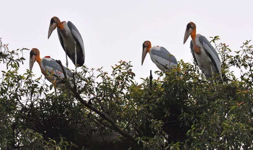 Prek Toal Bird Sanctuary and Great Lake Tour in Cambodia - Why Prek Toal is worth the long boat ride