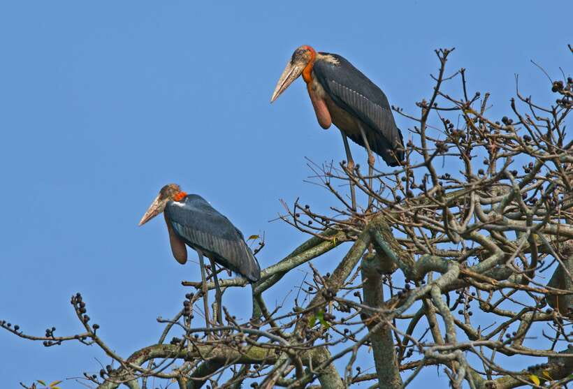 Prek Toal Bird Sanctuary and Great Lake Tour in Cambodia - The 6:00 am pickup from Siem Reap