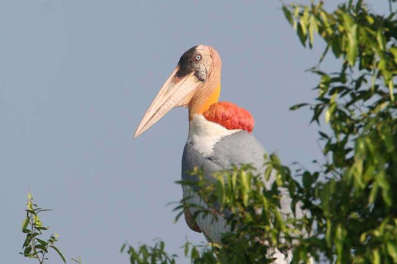 Prek Toal Bird Sanctuary and Great Lake Tour in Cambodia - The Great Lake crossing to Prek Toal