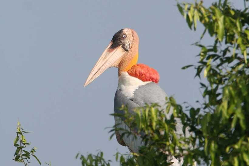 Prek Toal Bird Sanctuary and Great Lake Tour in Cambodia - Birdwatching inside the Prek Toal Biosphere Reserve