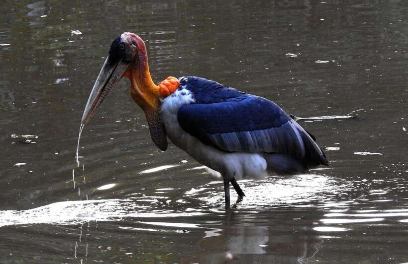 Prek Toal Bird Sanctuary and Great Lake Tour in Cambodia - What the $255 price includes