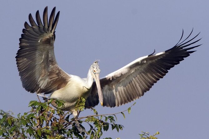 Prek Toal Birds Sanctuary and floating Village Private Day Tour - Why Prek Toal is worth the long trip