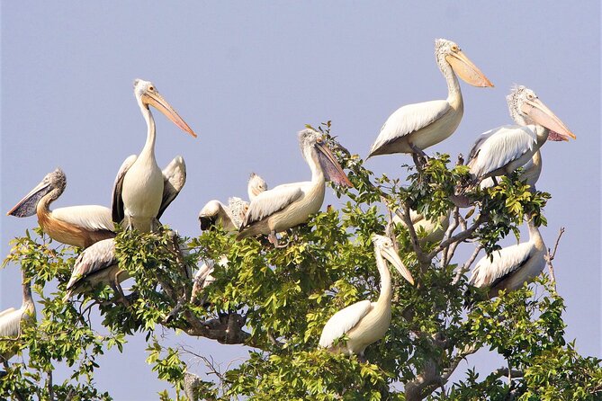 Prek Toal Birds Sanctuary and floating Village Private Day Tour - The Tonle Sap Biosphere Reserve beyond the birds
