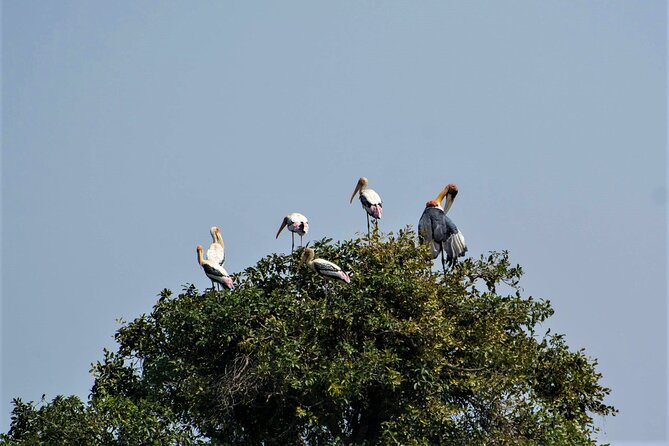 Prek Toal Birds Sanctuary and floating Village Private Day Tour - What the private format adds
