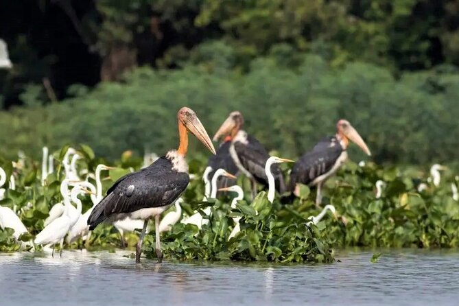 Prek Toal Birds Sanctuary and floating Village Private Day Tour - Who will enjoy this day most