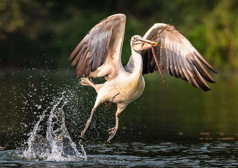 Prek Toal Birds Sanctuary & floating Village Private Tour - From Siem Reap to the open water of Tonle Sap
