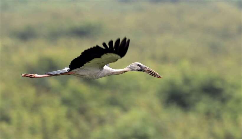 Prek Toal Birds Sanctuary & floating Village Private Tour - Two hours among the birds at Prek Toal