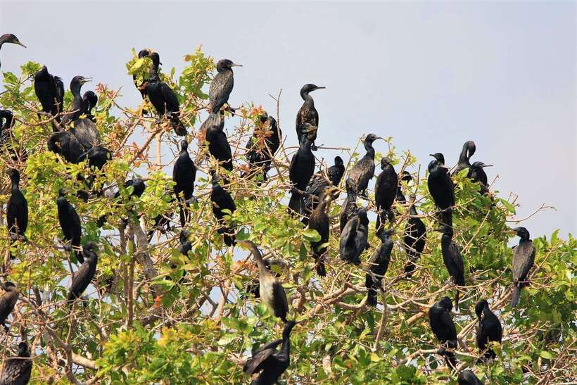 Prek Toal Birds Sanctuary & floating Village Private Tour - Lunch at Green House Prek Toal