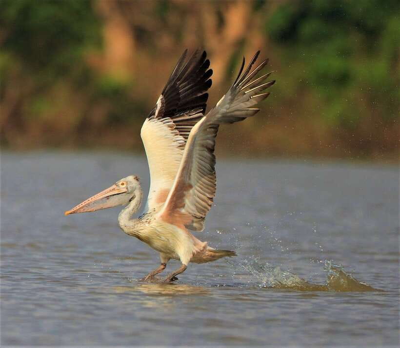 Prek Toal Birds Sanctuary & floating Village Private Tour - Senteurs d’Angkor and the final stop