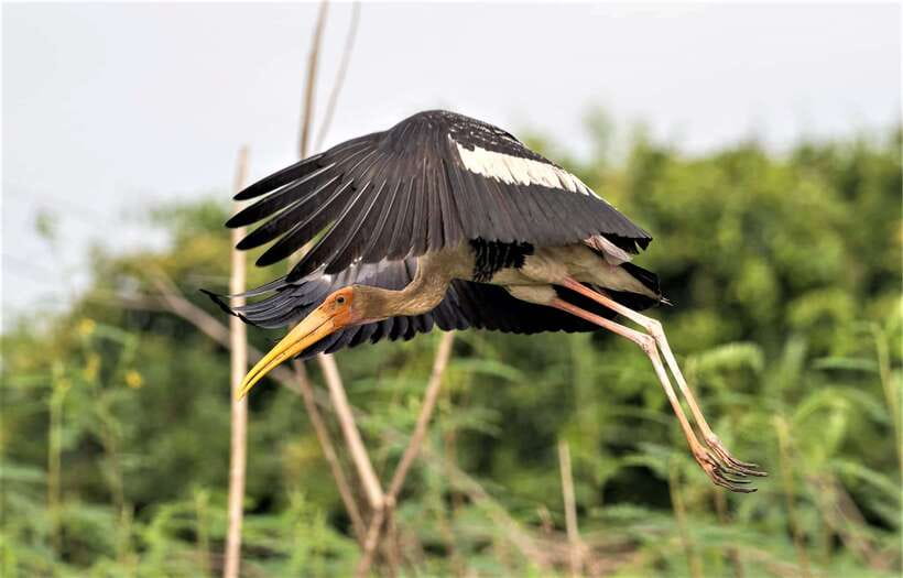 Prek Toal Birds Sanctuary & floating Village Private Tour - What the $179 price buys you