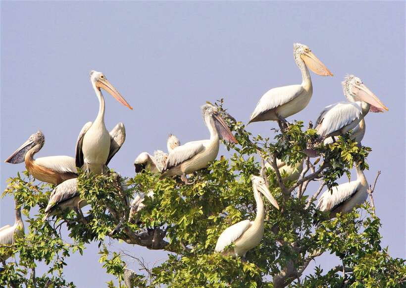 Prek Toal Birds Sanctuary & floating Village Private Tour - Seeing Prek Toal Floating Village up close