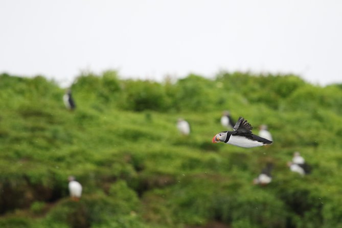 Premium Small-Group Puffin & Bird Watching tour from Reykjavík - At a glance