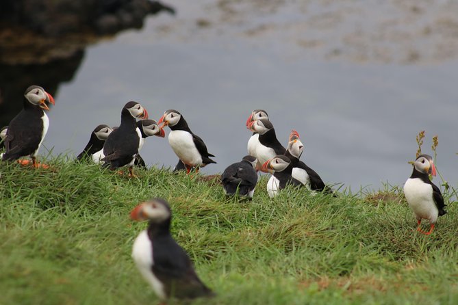 Premium Small-Group Puffin & Bird Watching tour from Reykjavík - Meeting at Reykjavík’s Old Harbour