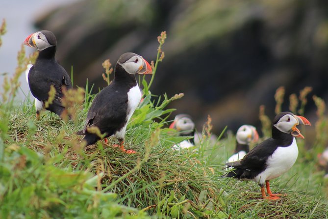 Premium Small-Group Puffin & Bird Watching tour from Reykjavík - Riding the small RIB boat